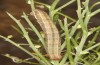 Trigonophora haasi: Raupe im letzten Stadium (e.l. Spanien, Avila, Sierra de Gredos, Cuevas del Valle, Jungraupe Anfang Mai 2022) [S]