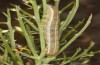 Trigonophora haasi: Raupe im letzten Stadium (e.l. Spanien, Avila, Sierra de Gredos, Cuevas del Valle, Jungraupe Anfang Mai 2022) [S]