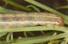 Trigonophora haasi: Raupe im letzten Stadium (e.l. Spanien, Avila, Sierra de Gredos, Cuevas del Valle, Jungraupe Anfang Mai 2022) [S]