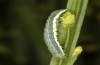 Trigonophora haasi: Half-grown larva (e.l. Spain, Albacete, Pedro Andres, young larvae found in early April 2025) [S]