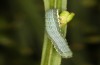 Trigonophora haasi: Half-grown larva (e.l. Spain, Albacete, Pedro Andres, young larvae found in early April 2025) [S]