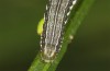 Trigonophora haasi: Half-grown larva (e.l. Spain, Albacete, Pedro Andres, young larvae found in early April 2025) [S]
