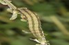 Trigonophora haasi: Larva in the final instar (e.l. Spain, Albacete, Pedro Andres, young larvae found in early April 2025) [S]