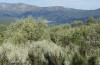 Trigonophora haasi: Larvalhabitat (Spanien, Avila, Sierra de Gredos, Cuevas del Valle, Anfang Mai 2022) [N]