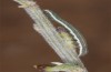 Trigonophora haasi: Jungraupe (Spanien, Avila, Sierra de Gredos, Cuevas del Valle, Anfang Mai 2022) [M]