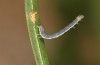Trigonophora haasi: Young larva (Spain, Albacete, Pedro Andres, young larvae found in early April 2025) [M]