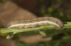 Trigonophora haasi: Larva in the final instar (e.l. Spain, Albacete, Pedro Andres, young larvae found in early April 2025) [S]