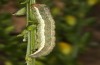 Trigonophora haasi: Larva in the final instar (e.l. Spain, Albacete, Pedro Andres, young larvae found in early April 2025) [S]