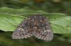 Trigonophora haasi: Falter (e.l. Spanien, Avila, Sierra de Gredos, Cuevas del Valle, Jungraupe Anfang Mai 2022) [S]
