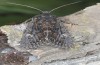 Trigonophora haasi: Falter (e.l. Spanien, Avila, Sierra de Gredos, Cuevas del Valle, Jungraupe Anfang Mai 2022) [S]