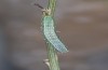 Trigonophora haasi: Halbwüchsige Raupe (e.l. Spanien, Avila, Sierra de Gredos, Cuevas del Valle, Jungraupe Anfang Mai 2022) [S]