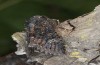 Trigonophora haasi: Falter (e.l. Spanien, Avila, Sierra de Gredos, Cuevas del Valle, Jungraupe Anfang Mai 2022) [S]
