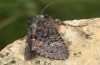 Trigonophora haasi: Falter (e.l. Spanien, Avila, Sierra de Gredos, Cuevas del Valle, Jungraupe Anfang Mai 2022) [S]