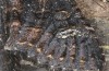 Trigonophora haasi: Falter (e.l. Spanien, Avila, Sierra de Gredos, Cuevas del Valle, Jungraupe Anfang Mai 2022) [S]
