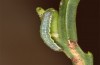 Trigonophora haasi: Young larva (e.l. Spain, Albacete, Pedro Andres, young larvae found in early April 2025) [S]