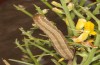 Trigonophora haasi: Raupe im letzten Stadium (e.l. Spanien, Avila, Sierra de Gredos, Cuevas del Valle, Jungraupe Anfang Mai 2022) [S]