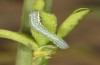 Trigonophora haasi: Young larva (e.l. Spain, Albacete, Pedro Andres, young larvae found in early April 2025) [S]