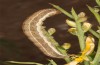 Trigonophora haasi: Raupe im letzten Stadium (e.l. Spanien, Avila, Sierra de Gredos, Cuevas del Valle, Jungraupe Anfang Mai 2022) [S]
