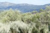 Trigonophora haasi: Larvalhabitat (Spanien, Avila, Sierra de Gredos, Cuevas del Valle, Anfang Mai 2022) [N]