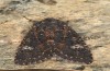 Trigonophora haasi: Falter (e.l. Spanien, Avila, Sierra de Gredos, Cuevas del Valle, Jungraupe Anfang Mai 2022) [S]