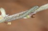Trigonophora haasi: Jungraupe (Spanien, Avila, Sierra de Gredos, Cuevas del Valle, Anfang Mai 2022) [M]