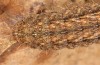 Hoplodrina hesperica: Larva (e.l. rearing, Spain, Sierra de Gredos, young larva in mid-October 2021) [S]