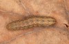 Hoplodrina hesperica: Larva in the penultimate instar (e.l. rearing, Spain, Sierra de Gredos, young larva in mid-October 2021) [S]