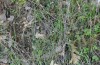Hoplodrina hesperica: Larvalhabitat am Rande eines Pyrenäen-Eichenwaldes (Spanien, Sierra de Gredos, 1200m, Mitte Oktober 2021) [N]