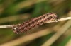 Leucochlaena oditis: Halbwüchsige Raupe (Nordportugal, Serra d