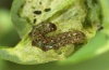 Syngrapha hochenwarthi: L1-larva (e.o. Lüner See 2011) [S]