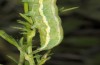 Agrochola humilis: Larva (NW-Bulgaria, Dragoman, early June 2018) [N]