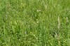 Agrochola humilis: Larvalhabitat (Ostösterreich, Burgenland, Rohrbach, Anfang Juni 2019) [N]