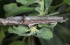 Catocala hymenaea: Half-grown larva (N-Greece, Siatista, May 2014) [S]