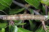 Catocala hymenaea: Larva (e.l. N-Greece, Siatista, larva in May 2014) [S]