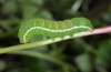 Polymixis iatnana: Half-grown larva (Greece, Samos Island, Ampelos mountains, 900m, early March 2016) [M]