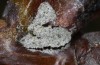 Xanthia icteritia: Eigelege an Zitterpappel (Stuttgart, Januar 2021) [M]