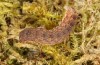 Xanthia icteritia: Larva in the penultimate instar (S-Germany, Stuttgart, April 2021) [S]