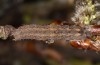 Xanthia icteritia: Larva in the final instar (S-Germany, Stuttgart, April 2021) [S]