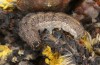 Xanthia icteritia: Larva in the final instar (S-Germany, Stuttgart, April 2021) [S]