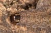 Xanthia icteritia: Larva in the final instar (S-Germany, Stuttgart, April 2021) [S]