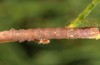 Clytie illunaris: Half-grown larva (Spain, Cadiz, Barbate river near Vejer de la Frontera, late September 2017) [M]