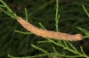 Clytie illunaris: Larva (e.l. rearing, Spain, Cadiz, Barbate river near Vejer de la Frontera, larva in late September 2017) [S]