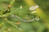 Clytie illunaris: Young larva (Spain, Cadiz, Barbate river near Vejer de la Frontera, late September 2017) [M]