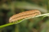 Mythimna impura: Young larva (Schwäbisch Gmünd, October 2011) [S]
