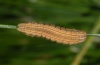 Mythimna impura: Half-grown larva [S]