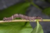 Zethes insularis: Larva (Olympus 2012) [M]