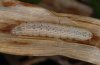 Noctua interjecta: Larva in penultimate instar (in moult rest, eastern Swabian Alb) [M]
