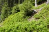 Syngrapha interrogationis: Larval habitat (S-Bavaria, Allgäuer Alpen, Pfronten, Edelsberg, 1700m, May 2020) [N]