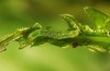 Phlogophora interrupta: Young larva (Azores, Sao Miguel, December 2013) [M]