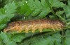 Phlogophora interrupta: Larva (e.l. rearing Azores, Pico, mid-December 2014) [S]